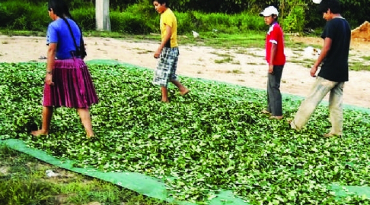 En Bolivia Aumento En 15 Los Cultivos De Coca Según Informe De La Onu 3786